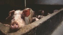 В Ахтубинском районе зафиксирована африканская чума свиней