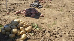 В Ахтубинском районе прошёл «День поля»