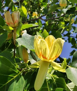 В Ахтубинске зацвели экзотические тюльпановые деревья