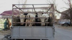 В Ахтубинске решают проблему с бесконтрольным выпасом скота