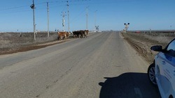  В Ахтубинском районе борются с безнадзорными крупнорогатыми животными