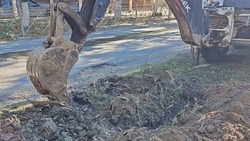 В Ахтубинске стартовала санитарная опиловка зелёных насаждений