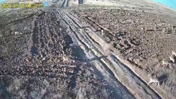 В Ахтубинский район пришли 5 тысяч сайгаков 