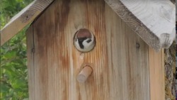 В изготовленных ахтубинскими детьми скворчниках поселились птицы