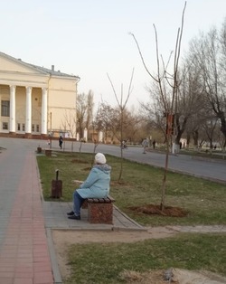 В сквере на площади имени Ленина в Ахтубинске высадили пятнадцать деревьев