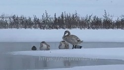 В Ахтубинске на реке обнаружили лебедей