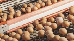 Птицефабрика в Ахтубинском районе планирует нарастить объем производства