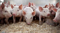 В Ахтубинском районе снят карантин по чуме свиней