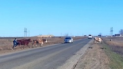 В Ахтубинском районе прошёл рейд по выявлению нарушений правил выпаса скота