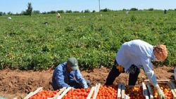 На полях Ахтубинского района продолжается уборка урожая