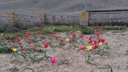 Ахтубинцам напоминают о наказании за собранные краснокнижные тюльпаны