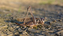 В Ахтубинском районе борются с саранчой