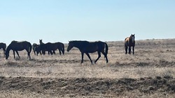 В Ахтубинском районе выявлены нарушения при бесконтрольном выпасе скота