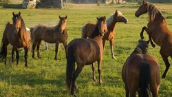 Работник фермы в Астраханской области похитил и продал лошадей 