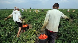 В Ахтубинском районе продолжается уборка урожая