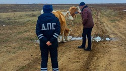 В Ахтубинском районе провели рейд по отлову безнадзорного скота