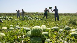 Ахтубинские аграрии продолжают уборку урожая 