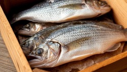 В Ахтубинском районе полицейские изъяли 180 кг рыбной продукции без документов