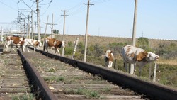 В Ахтубинском районе граждан приглашают помогать отлавливать безнадзорный скот