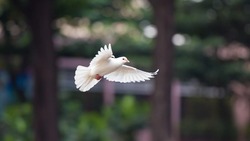 Житель Ахтубинского района похитил голубей