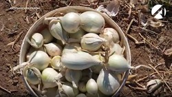 Проект «Агроагрегатор» помогает местным фермерам реализовать продукцию