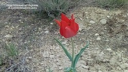 Информация о цветении тюльпана в Ахтубинском районе оказалась фейком