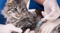 В Ахтубинске будет проводиться бесплатная вакцинация животных против бешенства