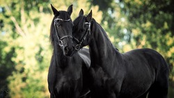 В Ахтубинском районе похитили двух коней: живого и железного